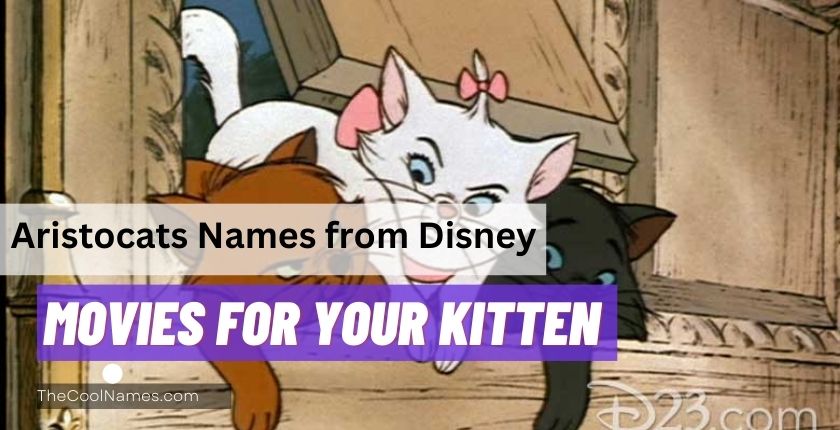 Aristocats Names from Disney Movies for Your Kitten