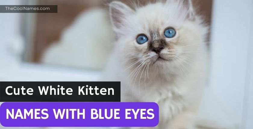 Cute White Kitten Names with Blue Eyes