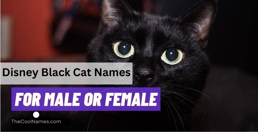 Disney Black Cat Names for Male or Female