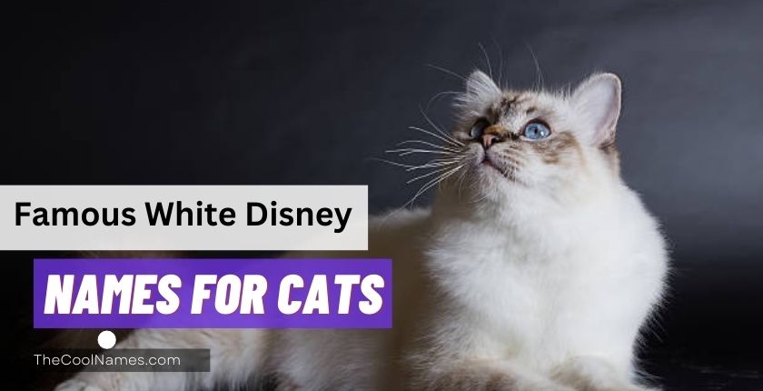 Famous White Disney Names for Cats