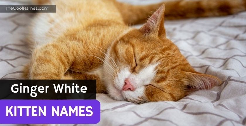 Ginger White Cat Names
