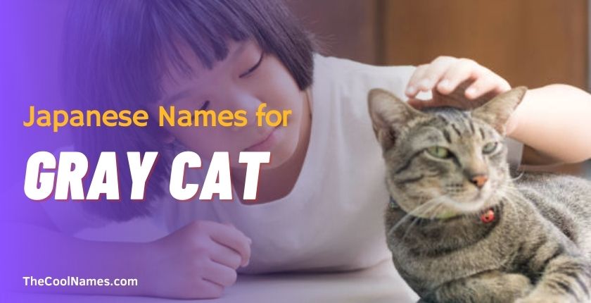 Japanese Names for Gray Cat