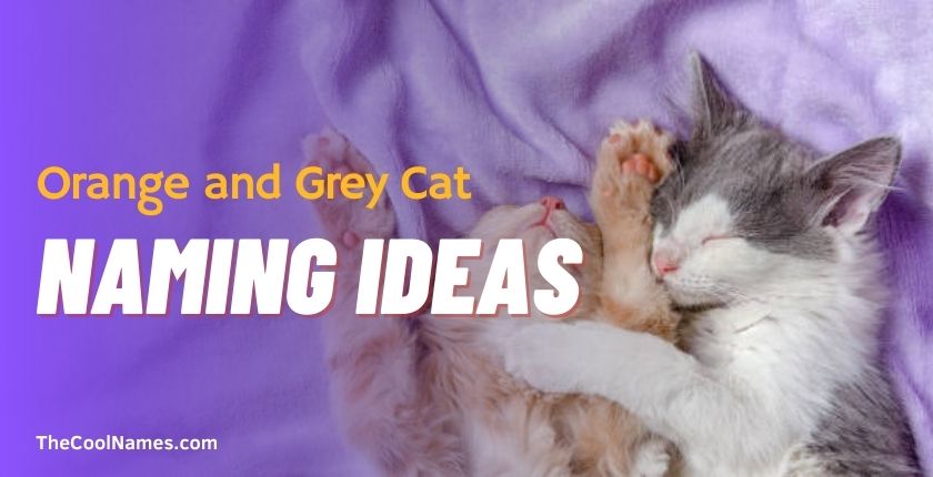 Orange and Grey Cat Naming Ideas