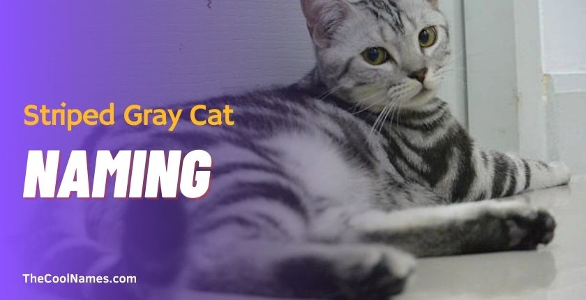 Striped Gray Cat Names