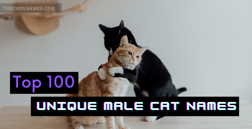 Top 100 Unique Male Cat Names