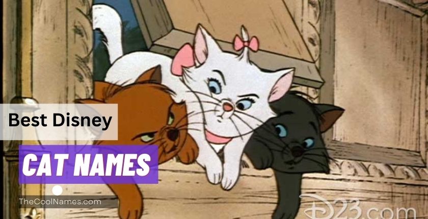 What are the Best Disney Cat Names