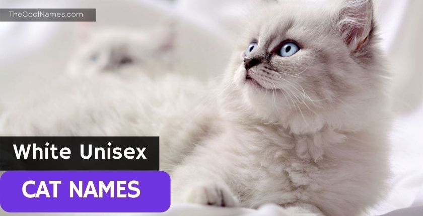 White Unisex Cat Names