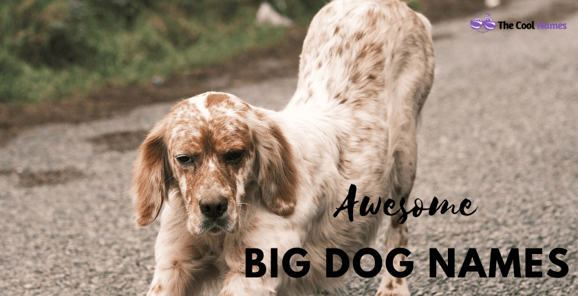 Awesome Big Dog Names
