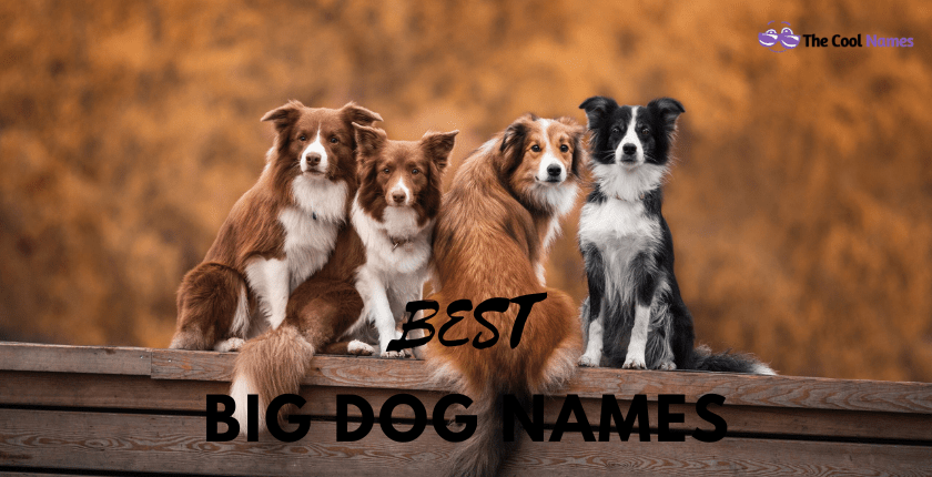 Best Big Dog Names