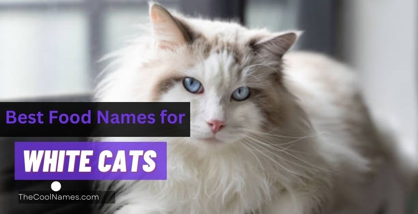 Best Food Names for White Cats