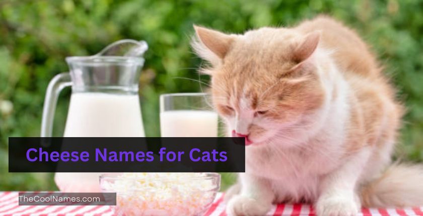 Cheese Names for Cats