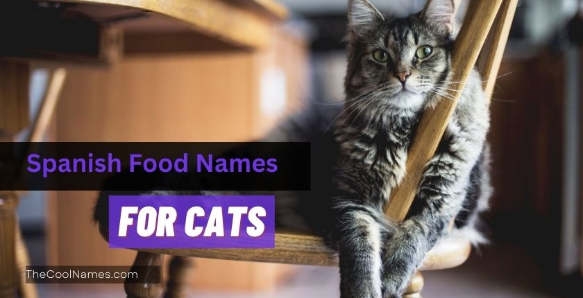 Spanish Food Names for Cats