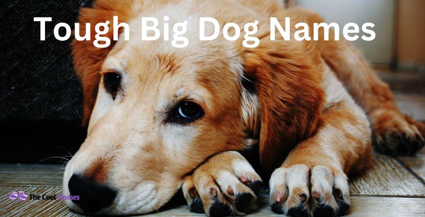 Tough Big Dog Names