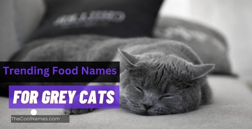 Trending Food Names for Grey Cats