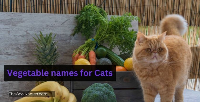  Cool Food Names For Cats Food Related Name Ideas And List