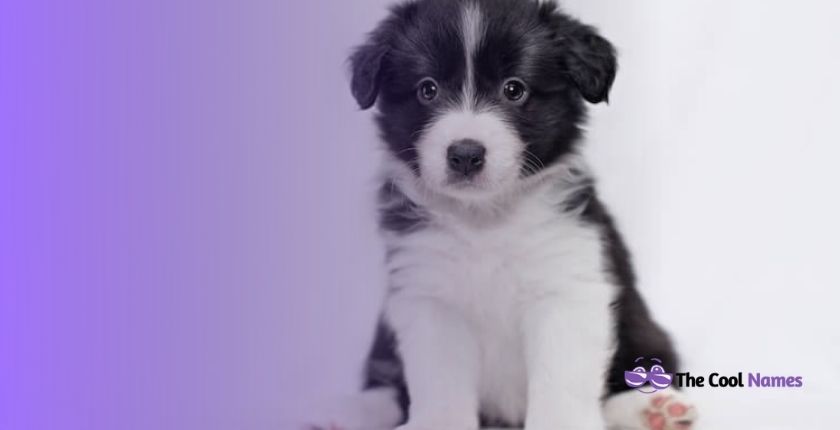 Best Names for Black and White Dogs