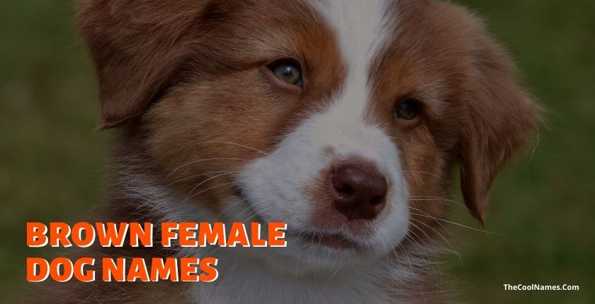 Brown Female Dog Names