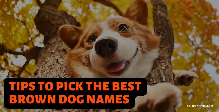 Tips to Pick the Best Brown Dog Names