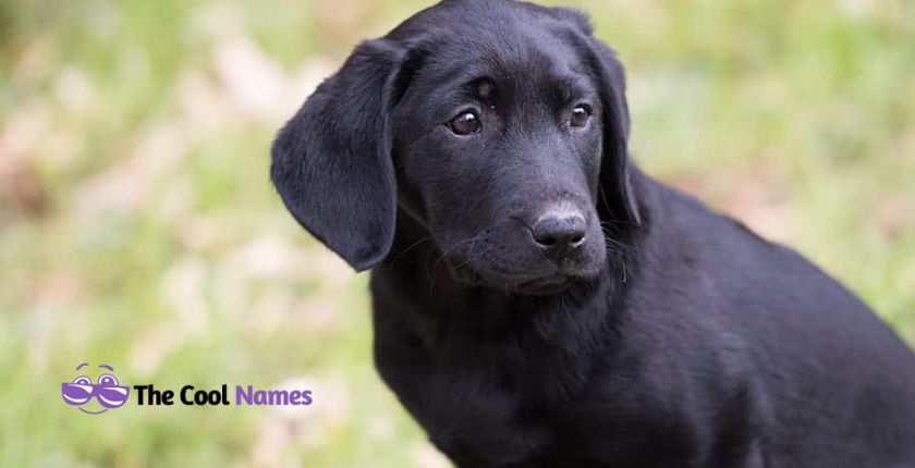 Cute Female Black Dog Names