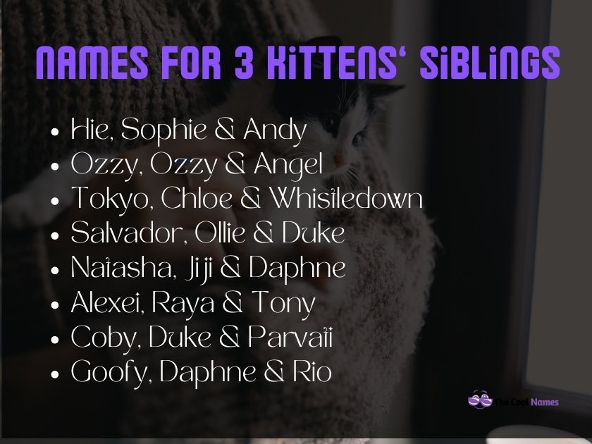 Names For 3 Kittens Siblings