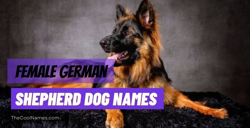 Female German Shepherd Dog Names