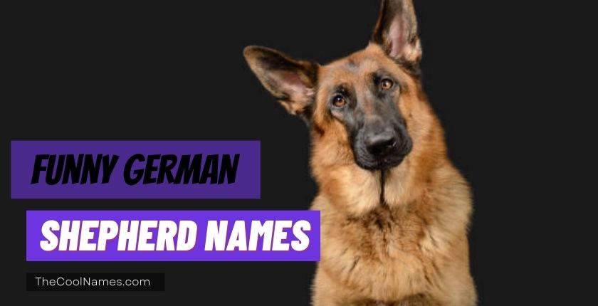 Funny German Shepherd Names