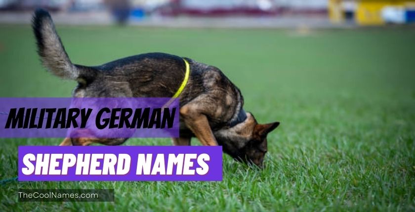 Military German Shepherd Names