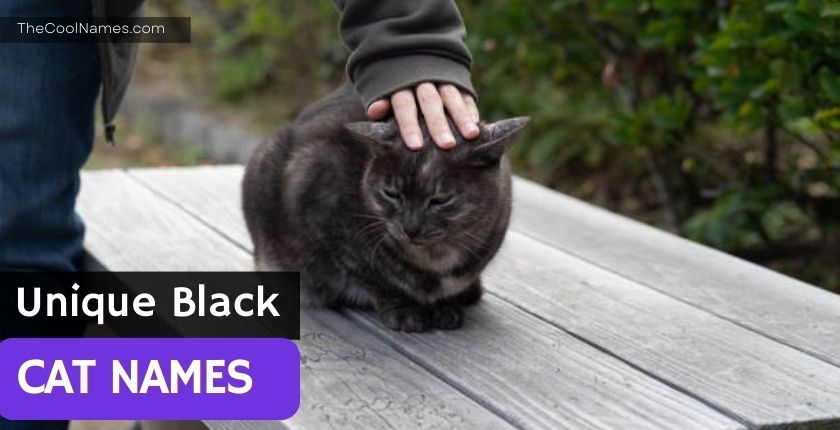 Unique Black Cat Names