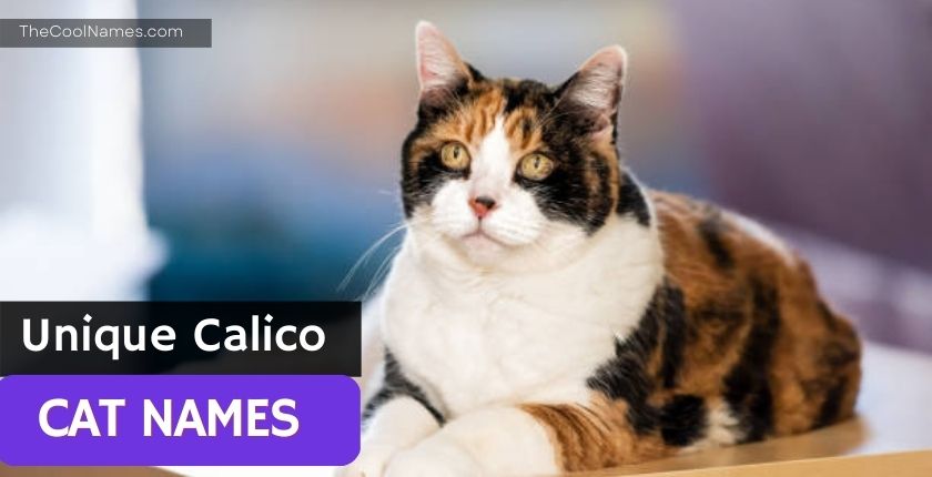 Unique Calico Cat Names