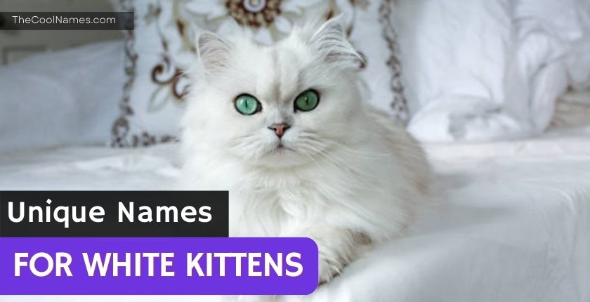 Unique Names For White Kittens