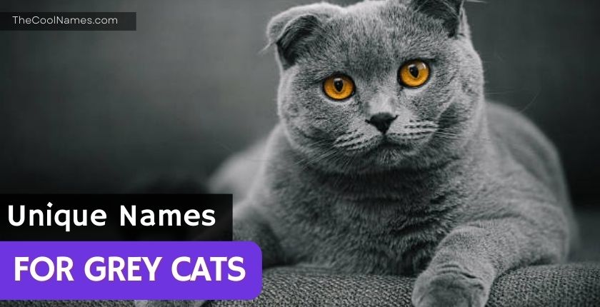Unique Names for Grey Cats
