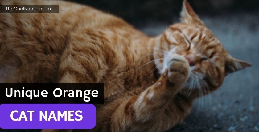 Unique Orange Cat Name