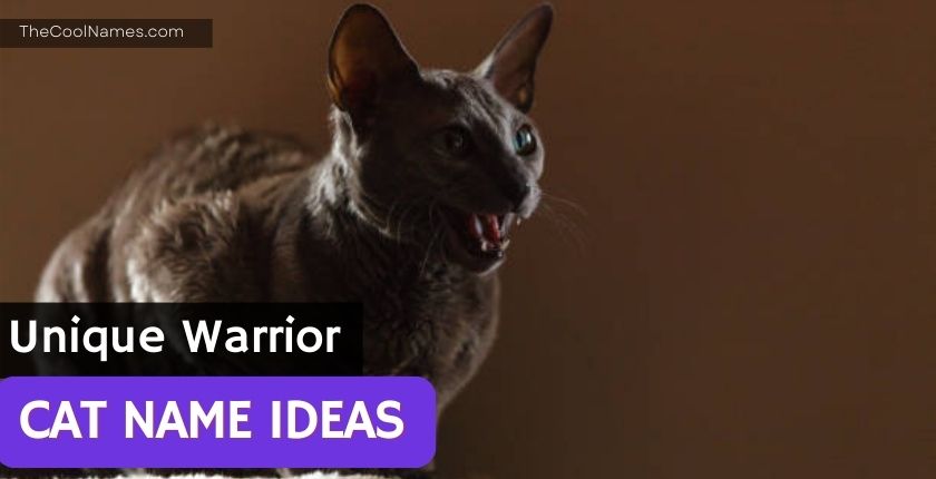 Unique Warrior Cat Name Ideas