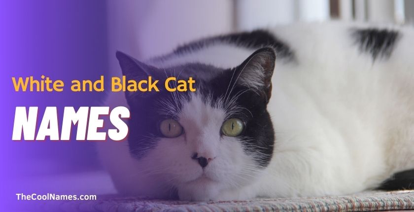 White and Black Cat Names