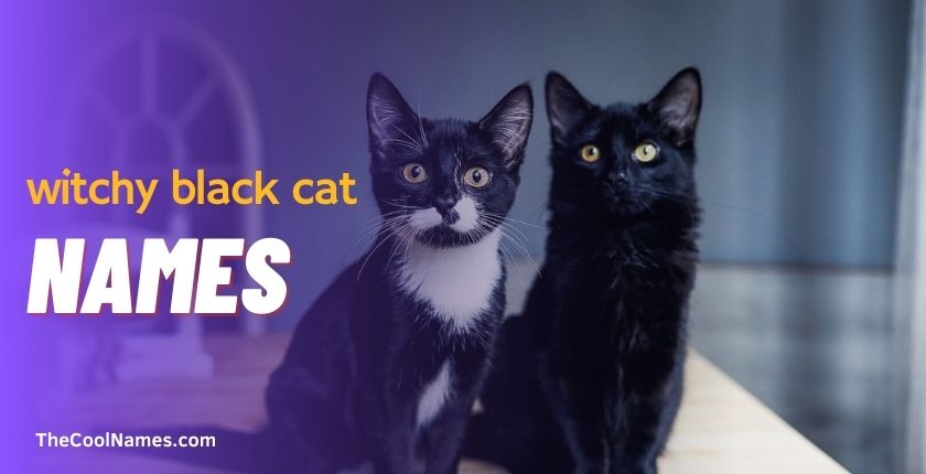 Witchy Black Cat Names