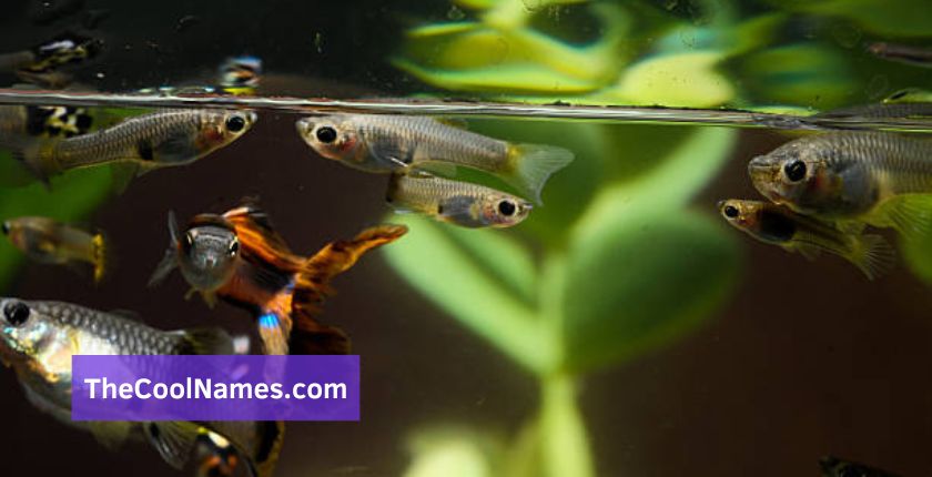 Cool Fish Name Ideas for Male and Female Fishes