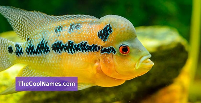 Cool Fish Names for Guppies