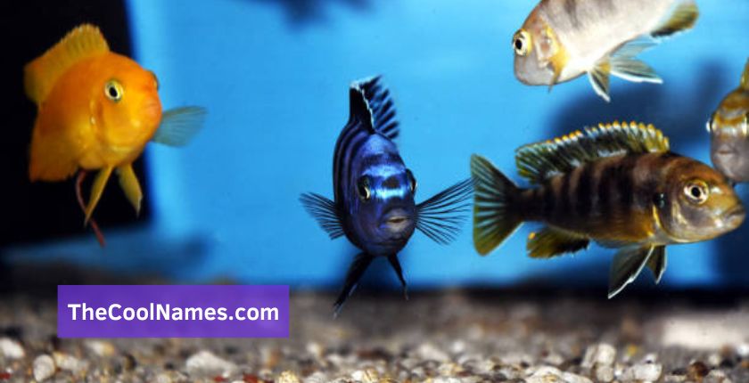 Cool Names for Every Type of Fish Species