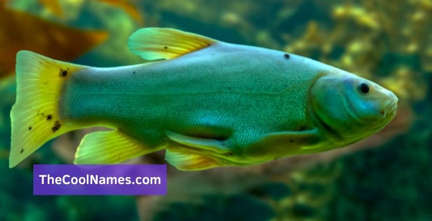 Cool Names for Green Fish