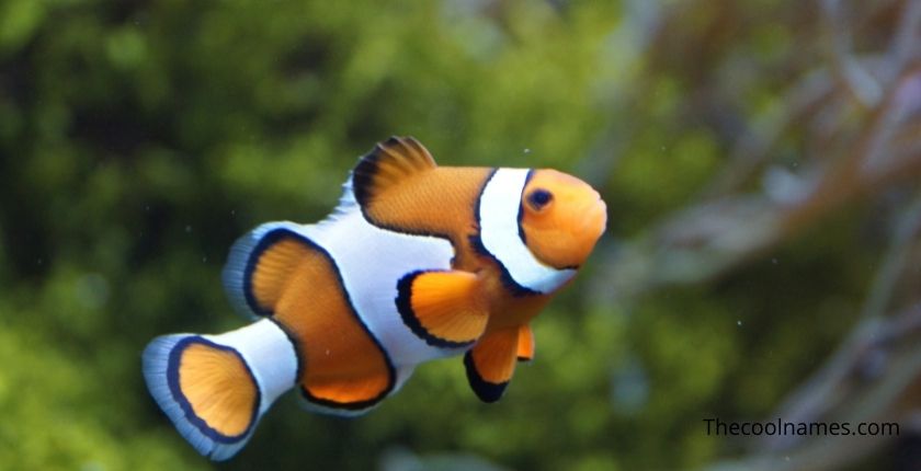Orange Pet Fish