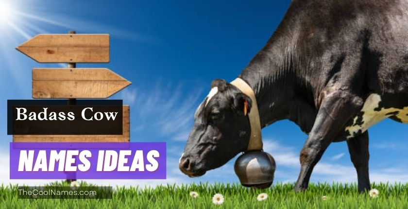 Badass Cow Names Ideas