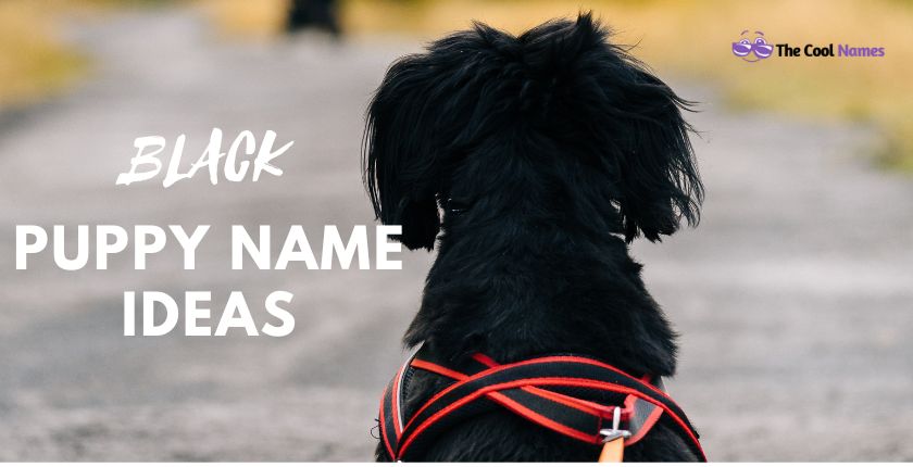 Black Cute Puppy Names