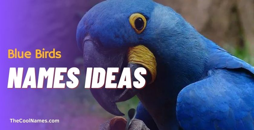Blue Birds Names Ideas