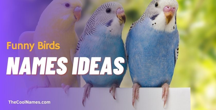 Funny Birds Names Ideas