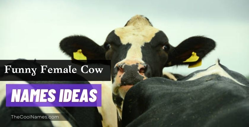Funny Female Cow Name Ideas