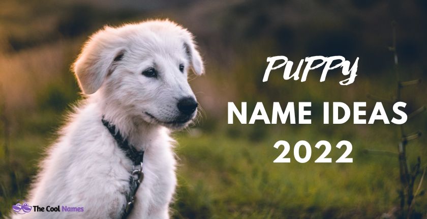 Puppy Names Ideas 2022