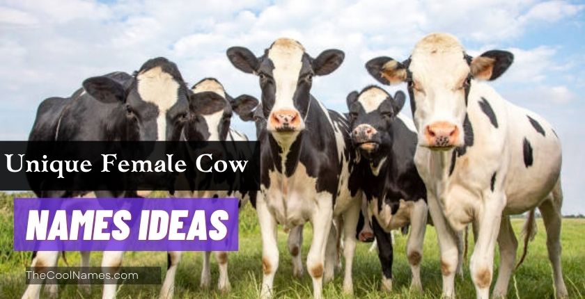 Unique Female Cow Name Ideas