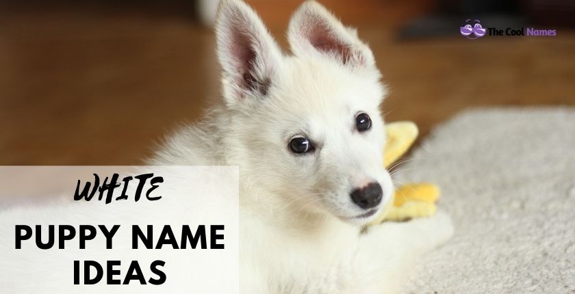 White Cute Puppy Names
