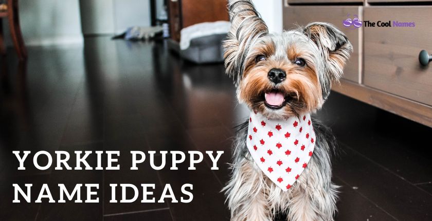 Yorkie Puppy Name Ideas