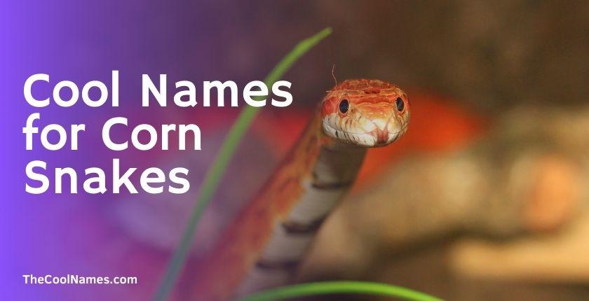 Cool Names for Corn Snakes